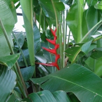 Heliconia Hot