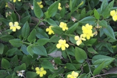 Goodenia