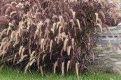 Feathery fountain grass
