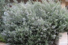 Westringia fruticosa