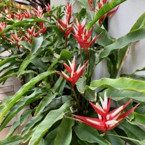 Heliconia Red Christmas