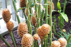 Beehive Ginger