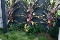 Cordyline