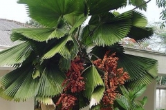 Licuala Palm