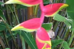 Parrots beak