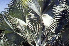 Bizmarckia Palm