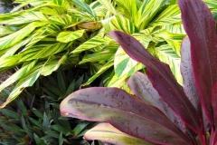 Colour Contrasts