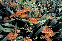 Clivia miniata