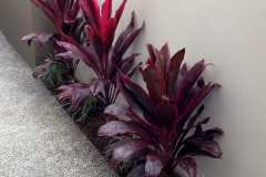 Cordyline fruticosa
