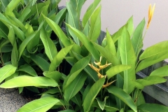 Heliconia Golden Torch