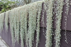 Dichondra repens