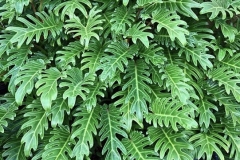 Philodendron Xanadu
