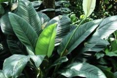 Spathphyllum sensation